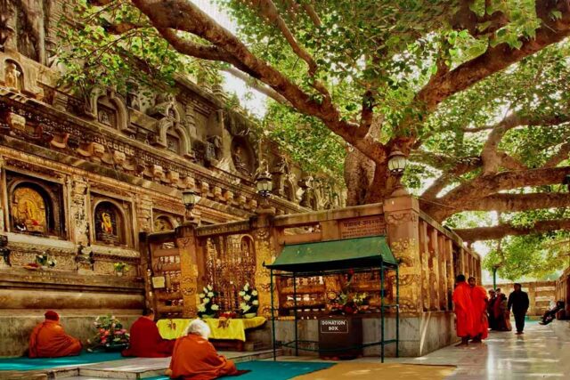 Bodhi Tree